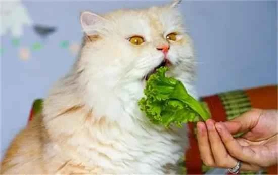 What vegetables can cats eat?