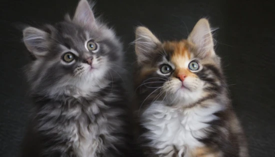 How to check if a cat has fleas