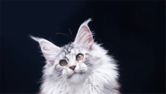 Introduction to the function of a cat's tail