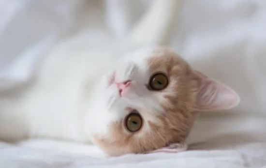 At what age do kittens start teething? What are the signs and symptoms during this teething period?