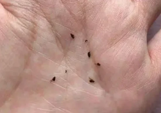 Where do the fleas go after a cat is dewormed?