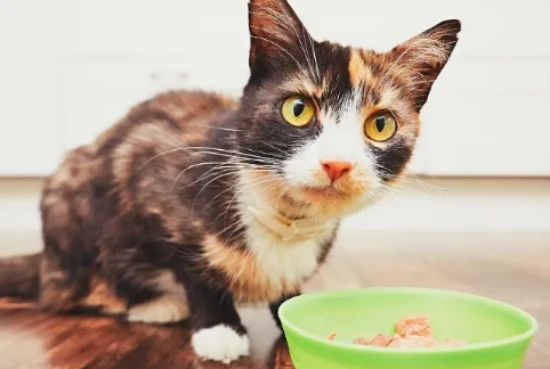 盘点喂食猫咪的4大误区