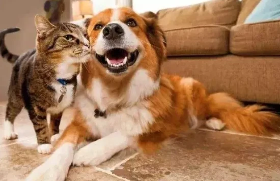 What smells do cats and dogs like?