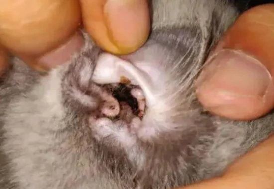 How to treat ear mites in cats (with pictures)