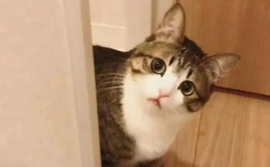 Do cats need companionship from other cats?