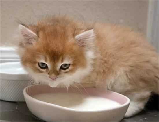 Can cats drink soy milk?