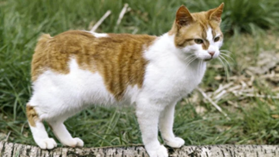 How to raise an Isle of Man cat