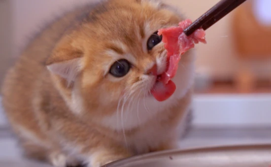 What food is best for a two-month-old kitten?