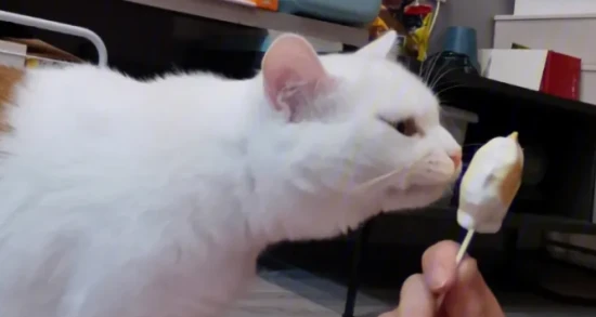 Can cats eat ice cream?