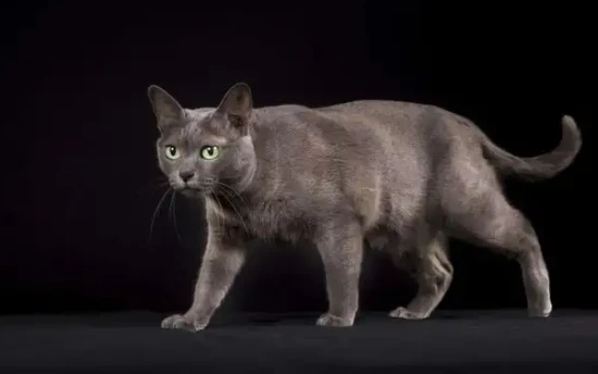 How to tell how old a Korat cat is?