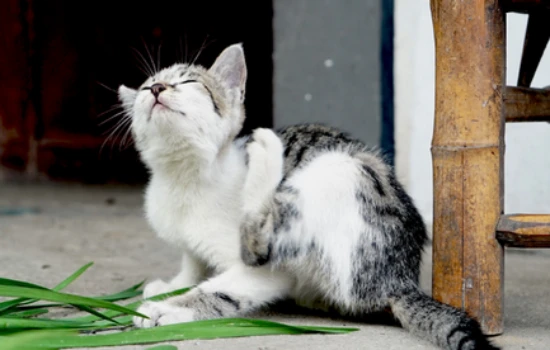How to soothe a cat's stress reaction
