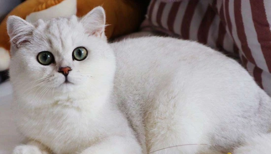 The cat's eyes watered after eating.