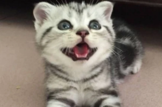 What is the personality of an American Shorthair cat?