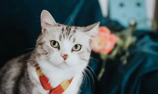 The cat made a hissing sound.