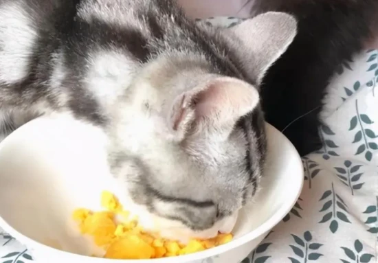 How much egg yolk should a two-month-old kitten eat in one meal?