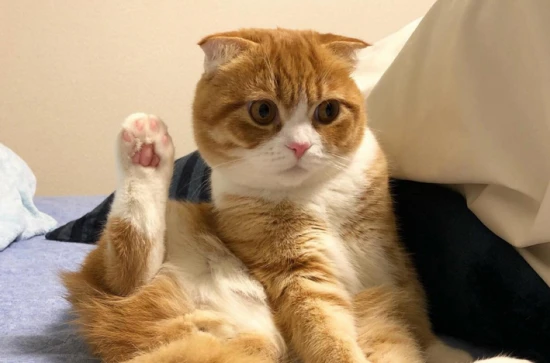 What to do if your cat can't poop?