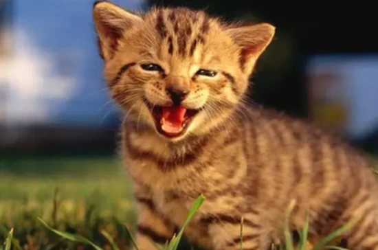 The simplest way to get rid of fleas on cats