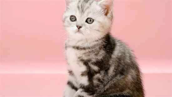 Foods that are harmful or toxic to cats