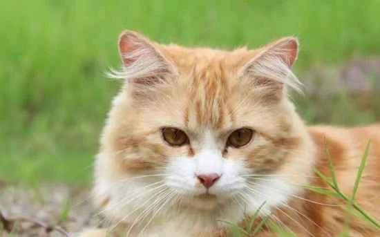 These problems in cats indicate that they are getting old.