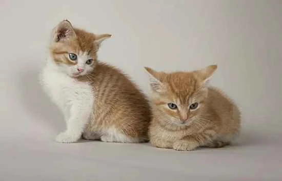 Why do big cats bite kittens?