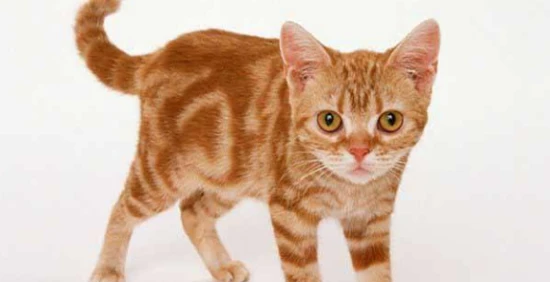 What does it mean when the tip of a cat's tail sways slightly?