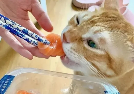 What should a cat eat to prevent shedding?