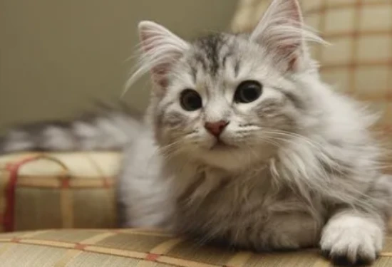 What to do if my cat's butt is always covered in poop?