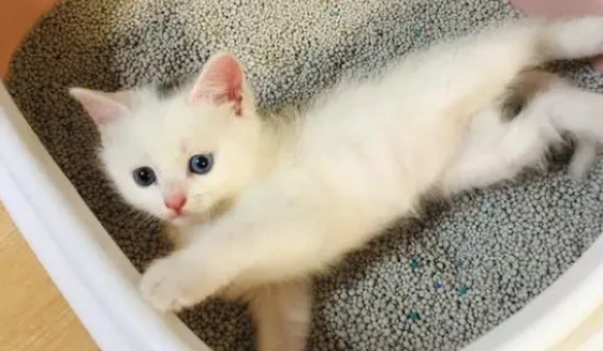 What to do if your cat keeps meowing in the bathroom?