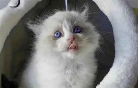 What does the awkward phase in cats mean, and how long does it usually last?