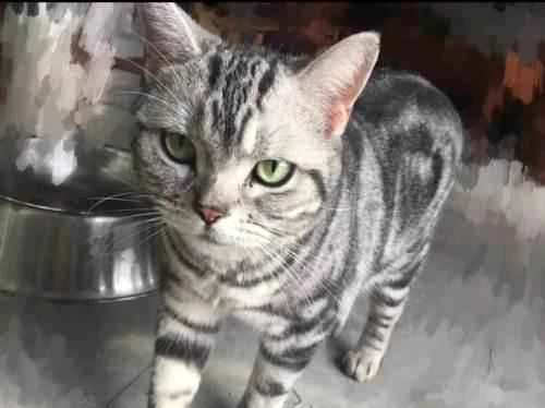 Will a cat heal itself after being stung by a bee?