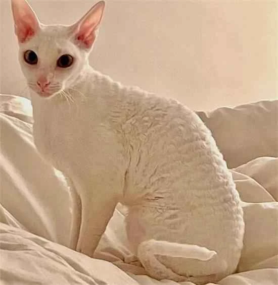 The cat suddenly lost its voice and couldn't meow anymore.