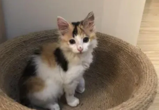 Why do kittens bathe themselves with their tongues?