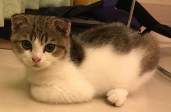 My two-month-old kitten keeps tearing up.