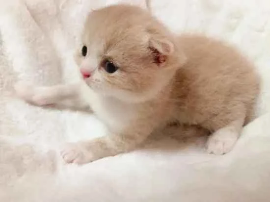 What are the signs that a cat is frightened?