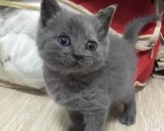 How much cat litter does a cat use per month? Which type of cat litter uses less?