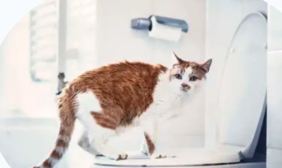 猫咪便便恶臭怎么办！6个小技巧快收藏