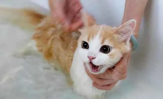 How to make your cat less afraid of bath time