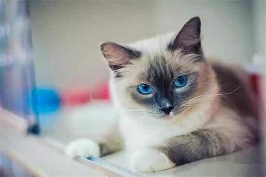 Tips for finding a lost cat