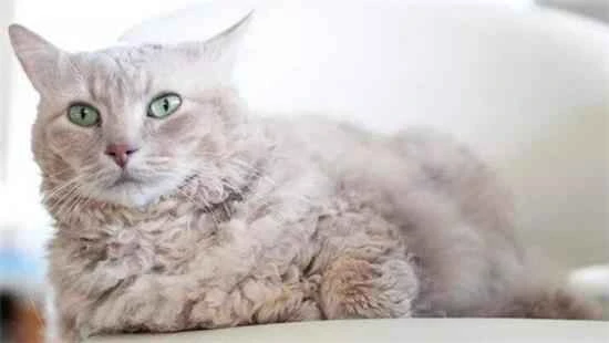 The cat is gagging but not vomiting. Did it eat so much fur?