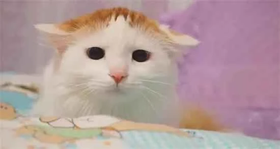 What are the benefits of cats eating pig liver?