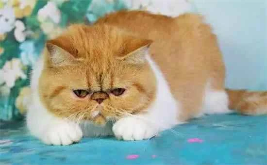 Garfield cat external parasite treatment methods