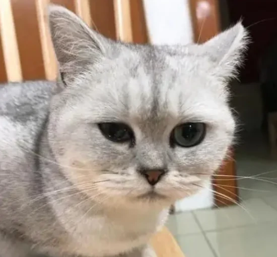 Can cats eat chicken liver?