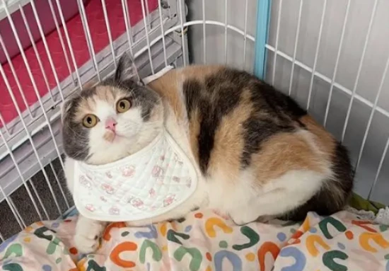 How much does it cost to bathe a cat at a pet store?