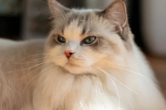 Are cats more sensitive to cold or heat?