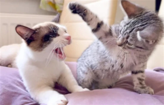 What to do if two cats always fight when they're together?