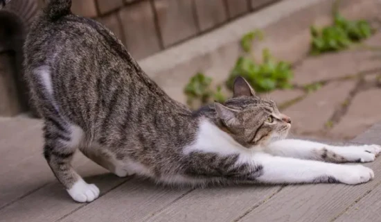 The cat arches its back and raises its tail when touched.