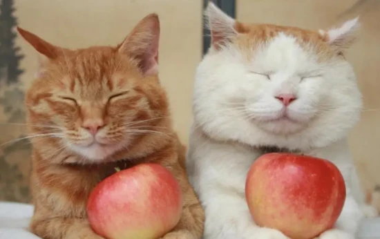 Can cats eat apples?