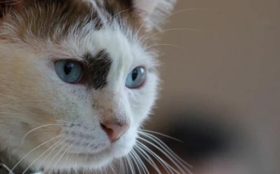 Do cat whiskers need to be trimmed?