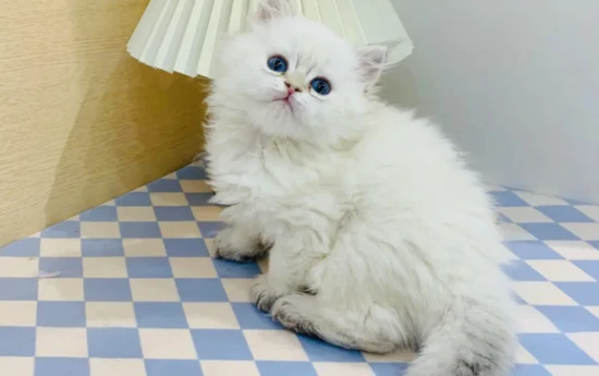 How to prevent your cats from fighting at home