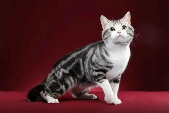 Can cats eat chocolate?